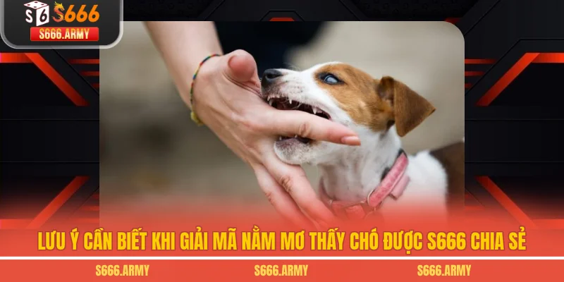Lưu ý cần biết khi giải mã nằm mơ thấy chó được S666 chia sẻ