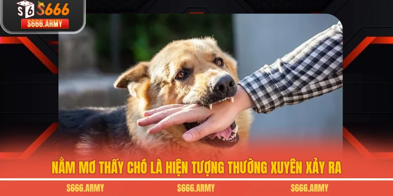 Nằm mơ thấy chó là hiện tượng thường xuyên xảy ra